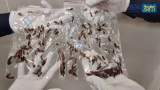 深圳一海关在入境渔船中截获德国小蠊20000余只